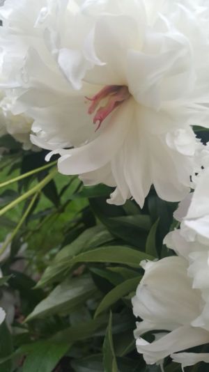 Selbstliebe Blog, wie komme ich in die Selbstliebe, Blog Selbstliebe